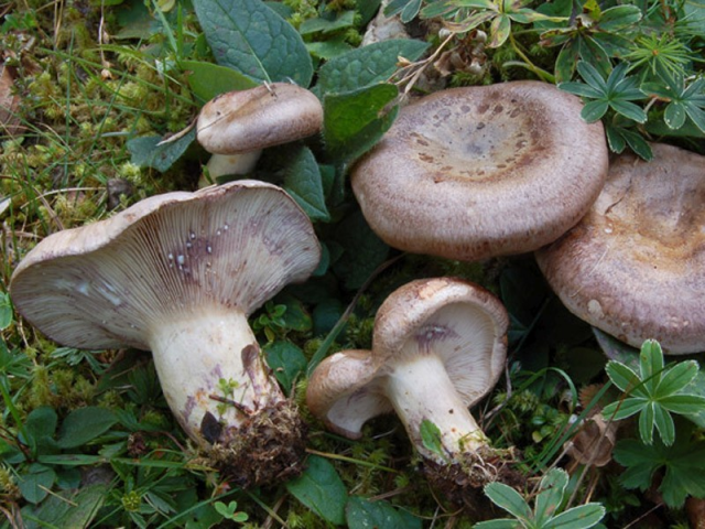 Мицелий Млечника лиловеющего (Lactаrius violаscens)